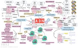 Generalidades
Replicación
Transcripción
Traducción
Inactivación e 
impronta genética
Estructur
a
Esqueleto
Azúcar 
fosfato
DE