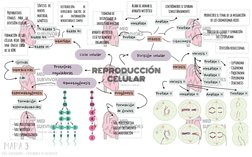 Espermatogénesis
Formación 
espermatozoides
- Faseproliferativa
- Fasemeiótica
- Faseespermiogénica
REPRODUCCIÓN 
CELULAR
Cic