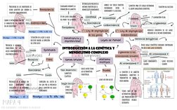 INTRODUCCIÓN A LA GENÉTICA Y 
MENDELISMO COMPLEJO
Leyes de Mendel
Alelismo 
múltiple
Genes letales
Epistasis
Penetrancia y 
e