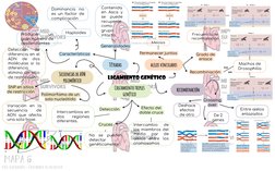 LIGAMIENTO GENÉTICO
alelos vinculados 
recombinación
Cruzamiento triples 
genético
Secuencias de ADN 
polimórfico
Tétradas
Pe