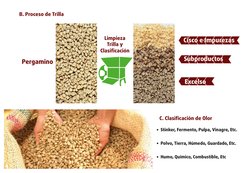 B. Proceso de Trilla
Pergamino
Limpieza 
Trilla y 
Clasiﬁcación
Subproductos
Subproductos
Subproductos
Excelso
Excelso
Excels