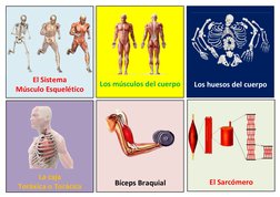 La caja 
Toráxica o Torácica
Bíceps Braquial
El Sarcómero
Los huesos del cuerpo
Los músculos del cuerpo
El Sistema
Músculo Es