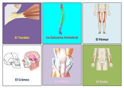 12
El Radio
El Fémur
11
La Rótula
El Cráneo
8
La Columna Vertebral
El Tendón
