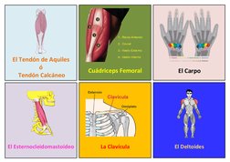 El Deltoides
17
La Clavícula
16
El Esternocleidomastoideo
El Carpo
Cuádriceps Femoral
13
El Tendón de Aquiles 
ó
 Tendón Calc