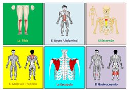 El Gastrocnemio
La Escápula
El Músculo Trapecio
El Esternón
El Recto Abdominal
La Tibia

