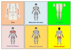 Glúteo Mayor 
Músculo Sartorio
Pectoral Mayor
La Fíbula
26
Músculos Serratos
25
Ulna
