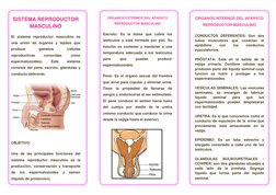 SISTEMA REPRODUCTOR 
MASCULINO 
El sistema reproductor masculino es 
una unión de órganos y tejidos que 
produce 
gametos