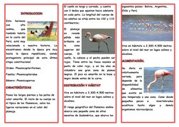 INTRODUCCION 
Esta 
hermosa 
ave 
alto 
andina, 
que 
también habita 
en la costa del 
Perú, está muy 
relacionada 
a 
nu