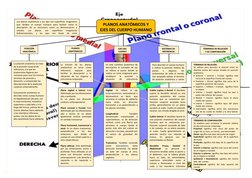 PLANOS ANATÓMICOS Y
EJES DEL CUERPO HUMANO
Los planos anatómicos y los ejes son superficies imaginarias
que  dividen  el  cue