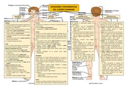 DIVISIONES TOPOGRÁFICAS
DEL CUERPO HUMANO
REGIONES DE LAS
EXTREMIDADES INFERIORES
REGIONES DE LAS
EXTREMIDADES SUPERIORES
REG