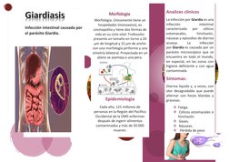 Infección intestinal causada por 
el parásito Giardia.
 
 
 
                 Morfologia 
Morfologia. Únicament