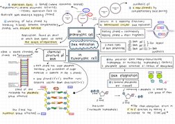 DNA Replication and Transcription Mind Map | PDF | Dna Replication | Dna