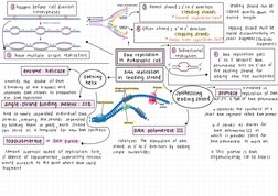 DNA Replication and Transcription Mind Map | PDF | Dna Replication | Dna