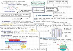 DNA Replication and Transcription Mind Map | PDF | Dna Replication | Dna