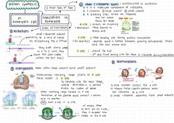 DNA Replication and Transcription Mind Map | PDF | Dna Replication | Dna