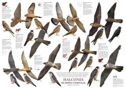 HALCONES
DE ESPAÑA Y PORTUGAL
JOSÉ R. CASTELLÓ 
Cernícalo vulgar
Falco tinnunculus
TAMAÑO: Envergadura: 75 cm, longitud: 35 c