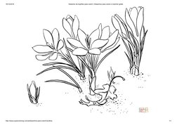 19/12/2018
Desenho de Açafrão para colorir | Desenhos para colorir e imprimir gratis
http://www.supercoloring.com/pt/desenhos