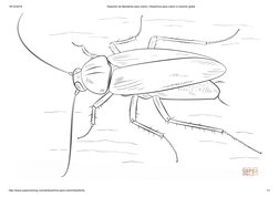 19/12/2018
Desenho de Baratinha para colorir | Desenhos para colorir e imprimir gratis
http://www.supercoloring.com/pt/desenh