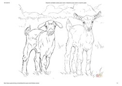 19/12/2018
Desenho de Bebês cabras para colorir | Desenhos para colorir e imprimir gratis
http://www.supercoloring.com/pt/des