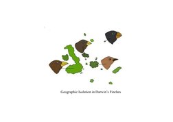 Geographic Isolation in Darwin’s Finches

