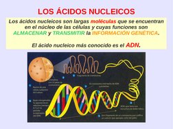 LOS ÁCIDOS NUCLEICOS
Los ácidos nucleicos son largas moléculas que se encuentran 
en el núcleo de las células y cuyas fun