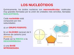 Químicamente, los ácidos nucleicos  son macromoléculas:  moléculas 
muy grandes formadas por la unión de unidades más sen
