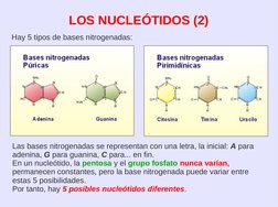 LOS NUCLEÓTIDOS (2)
Hay 5 tipos de bases nitrogenadas:
Las bases nitrogenadas se representan con una letra, la inicial: A