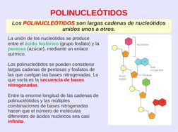 POLINUCLEÓTIDOS
Los POLINUCLEÓTIDOS son largas cadenas de nucleótidos 
unidos unos a otros.
La unión de los nucleótidos s