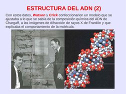 ESTRUCTURA DEL ADN (2)
Con estos datos, Watson y Crick confeccionarion un modelo que se 
ajustaba a lo que se sabía de la