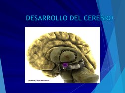 DESARROLLO DEL CEREBRO
