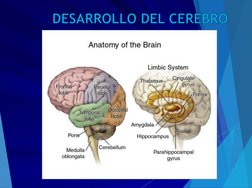 DESARROLLO DEL CEREBRO
