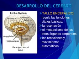 DESARROLLO DEL CEREBRO
TALLO ENCEFÁLICO: 
regula las funciones 
vitales básicas: 
la respiración
el metabolismo de los 
otros