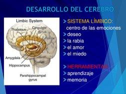 DESARROLLO DEL CEREBRO
SISTEMA LÍMBICO:
centro de las emociones
deseo
la rabia
el amor
el miedo
HERRAMIENTAS:
aprendizaje
mem