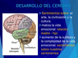 DESARROLLO DEL CEREBRO
Sentimientos sobre: el 
arte, la civilización y la 
cultura.
matiza la vida 
emocional: relación 
madr