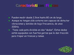 Características Físicas
Pueden medir desde 2,9cm hasta 80 cm de largo.  
Aunque no tengan oído externo son capaces de detecta