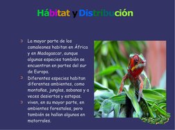 Hábitat yDistribución
➲
➲
➲
La mayor parte de los  
camaleones habitan en África  
y en Madagascar, aunque  
algunas especies