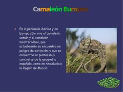 CamaleónEuropeo
➲
En la península ibérica y en  
Europa sólo vive el camaleón  
común y el camaleón  
mediterráneo, que  
act