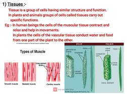 1) Tissues :-
       Tissue is a group of cells having similar structure and function.
       In plants and animals groups of