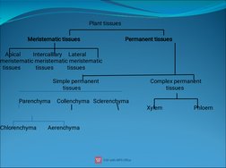 .
                                                                       Plant tissues
 
                      Meristematic t