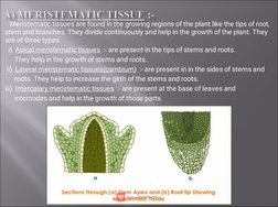 Meristematic tissues are found in the growing regions of the plant like the tips of root,
stem and branches. They divide c