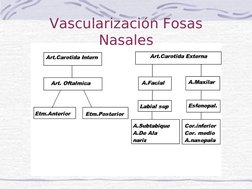  
 
Vascularización Fosas 
Nasales
