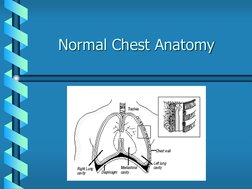 Normal Chest Anatomy   
 
 
