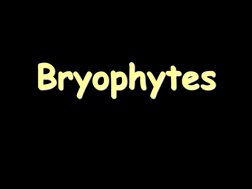 Bryophytes 
