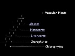 +-- Vascular Plants 
                                  | 
                           +------+