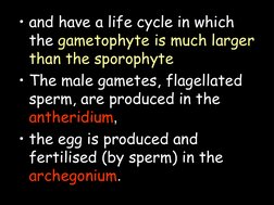 • and have a life cycle in which 
the gametophyte is much larger 
than the sporophyte 
• The male gametes, flagellated 
sperm