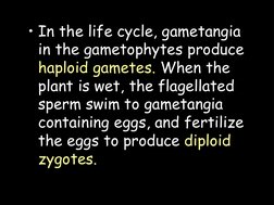 • In the life cycle, gametangia 
in the gametophytes produce 
haploid gametes. When the 
plant is wet, the flagellated 
sperm