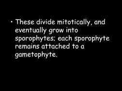• These divide mitotically, and 
eventually grow into 
sporophytes; each sporophyte 
remains attached to a 
gametophyte.  
 
