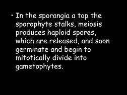 • In the sporangia a top the 
sporophyte stalks, meiosis 
produces haploid spores, 
which are released, and soon 
germinate a