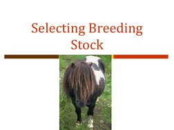 Selecting Breeding 
Stock 
