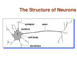 The Structure of Neurons 
axon
cell body
synapse
nucleus
dendrites
